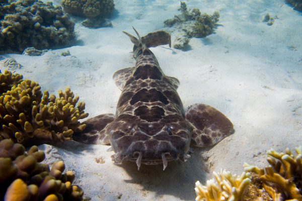 Northern Wobbygong Shark