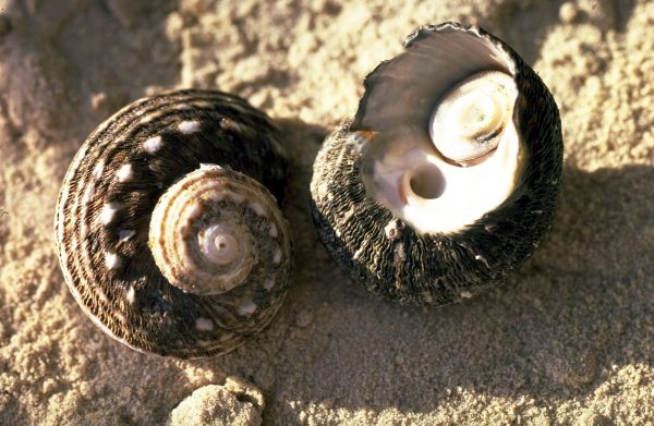 Extra large Turbo snail