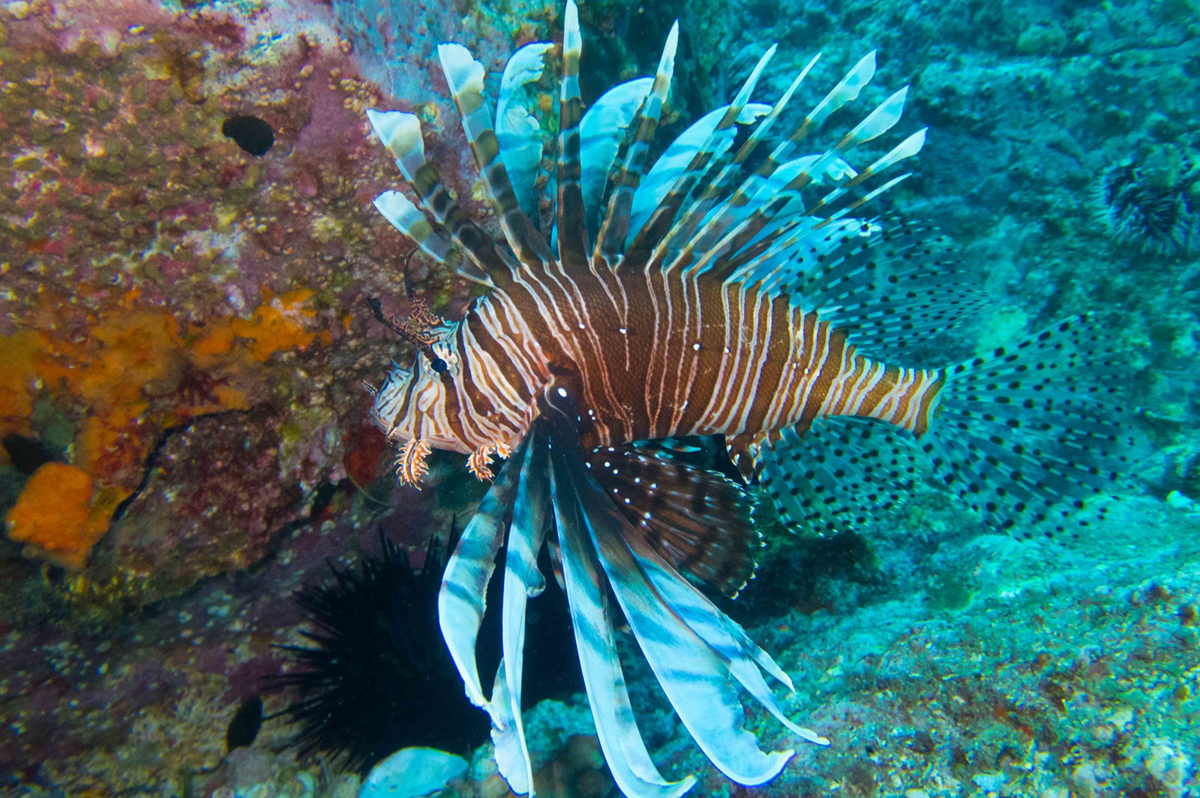 Volitan Lion Fish | Coral & Fish Barn
