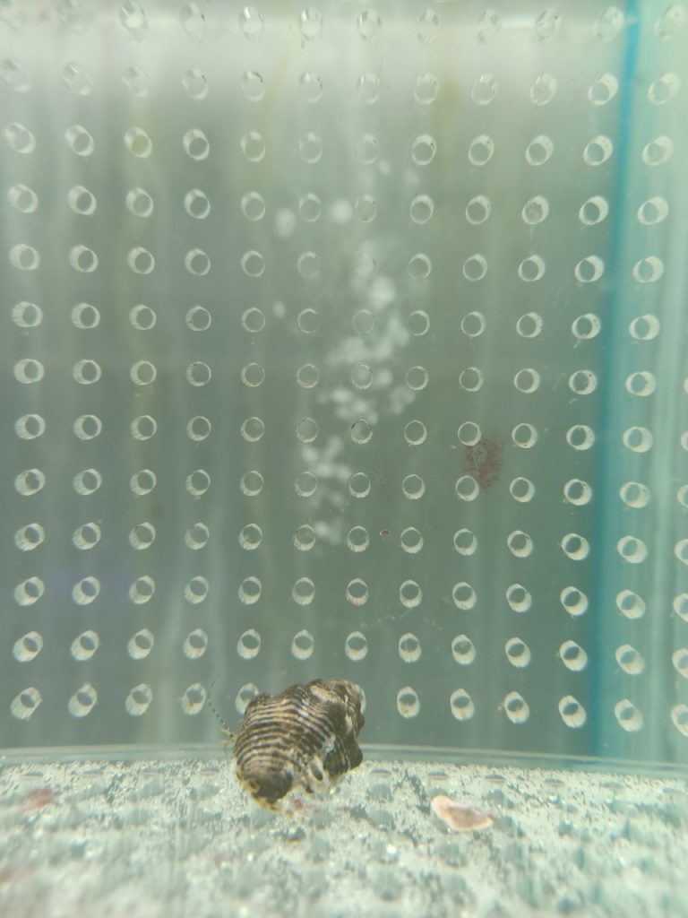 Flower Moon Crabs Coral & Fish Barn