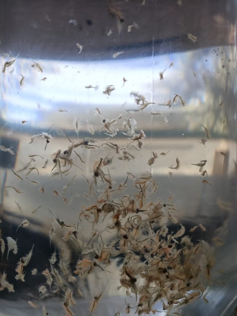 Live Brine Shrimp | Coral & Fish Barn