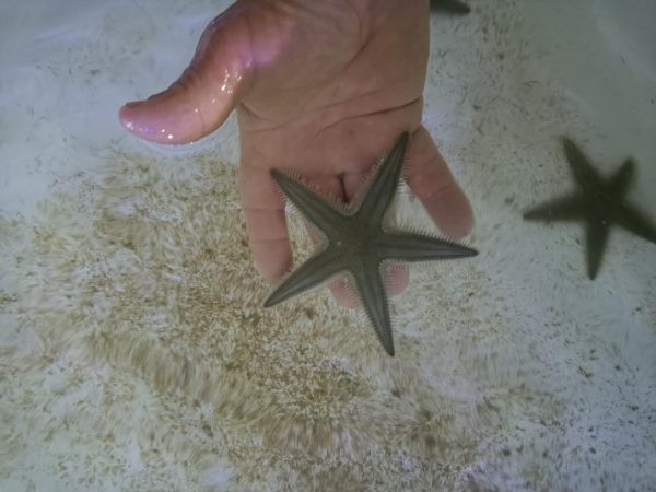 Sand Starfish