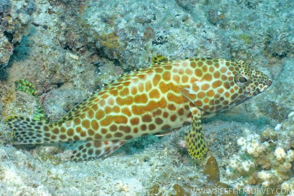 Birdwire Rockcod (Honeycomb Cod)