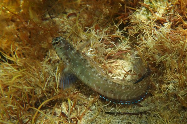 Germain's Blenny