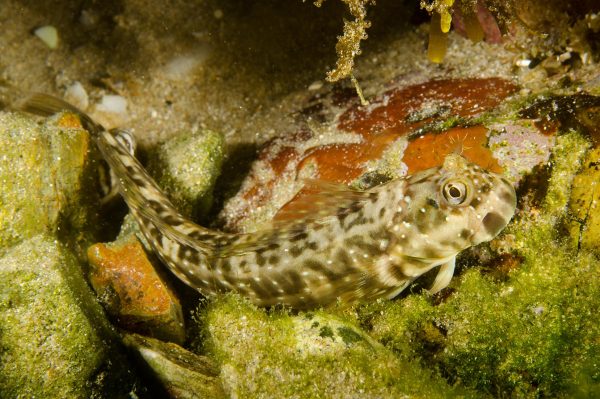 Peacock Blenny (Rockskipper)