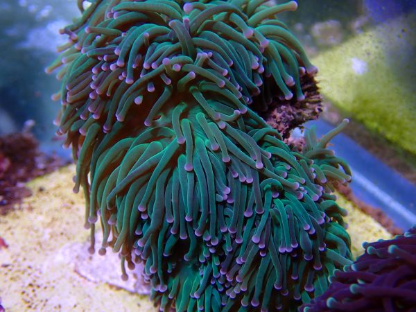 Bubbletip Anemonies
