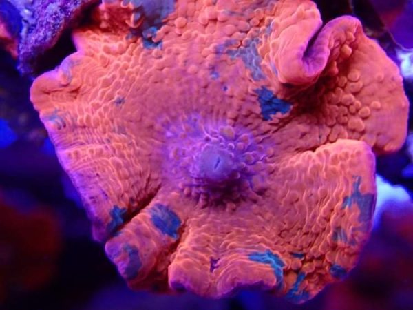 Jaw breaker morph