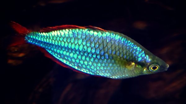 Neon Rainbows